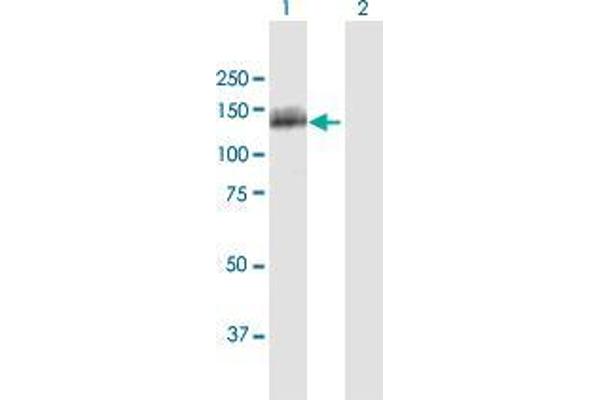 OSBPL5 anticorps  (AA 1-879)