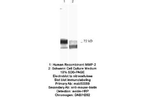 Image no. 1 for anti-Matrix Metalloproteinase 2 (MMP2) antibody (ABIN363213) (MMP2 anticorps)