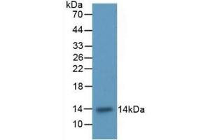 Detection of Recombinant ITGaM, Rat using Polyclonal Antibody to Integrin Alpha M (CD11b) (CD11b anticorps  (AA 598-700))