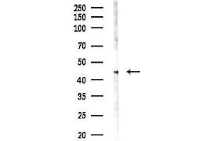 anti-Angiopoietin-Like 1 (ANGPTL1) (N-Term) antibody