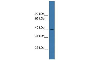 WB Suggested Anti-LTB4R Antibody Titration:  0. (Leukotriene B4 Receptor/BLT anticorps  (C-Term))