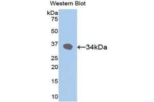 Western Blotting (WB) image for anti-Retinol Binding Protein 3, Interstitial (RBP3) (AA 19-320) antibody (ABIN1078479) (RBP3 anticorps  (AA 19-320))