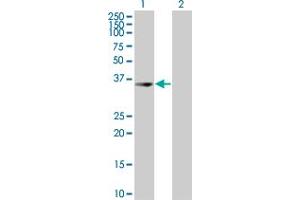 Western Blot analysis of UROD expression in transfected 293T cell line by UROD MaxPab polyclonal antibody. (UROD anticorps  (AA 1-367))