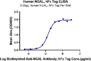 Immobilized Human NGAL, hFc Tag at 0. (Lipocalin 2 Protein (LCN2) (AA 21-198) (Fc Tag))