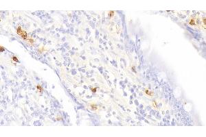 Detection of TPS in Canine Small intestine Tissue using Polyclonal Antibody to Tryptase (TPS)