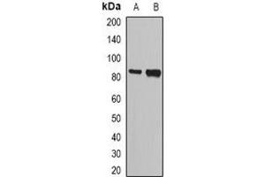 Western blot analysis of NASP expression in SW620 (A), HL60 (B) whole cell lysates. (NASP anticorps)