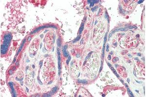 ABIN570663 (5µg/ml) staining of paraffin embedded Human Plcenta.