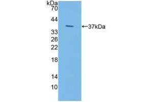 Western blot analysis of recombinant Human IDUa. (IDUA anticorps  (AA 28-306))