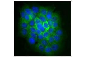 Immunofluorescence (IF) image for anti-NLR Family, Pyrin Domain Containing 2 (NLRP2) antibody (ABIN2666255)