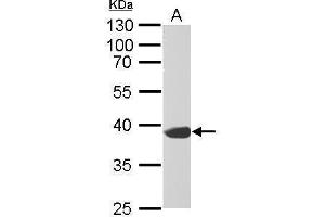 WB Image Synaptophysin antibody detects SYP protein by Western blot analysis. (Synaptophysin anticorps  (C-Term))