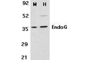 Western blot analysis of EndoG in mouse (M) 3T3 and human (H) HepG2 cell lysates with EndoG antibody at 2μg/ml. (Endonuclease G anticorps  (AA 55-70))