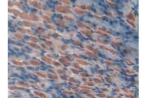 Detection of DARC in Mouse Stomach Tissue using Polyclonal Antibody to Duffy Blood Group Chemokine Receptor (DARC)