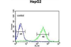 Flow cytometric analysis of HepG2 cells using HFE2 / Hemojuvelin Antibody (C-term) Cat. (HFE2 anticorps  (C-Term))