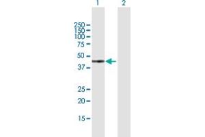 Western Blot analysis of GTF2H2 expression in transfected 293T cell line by GTF2H2 MaxPab polyclonal antibody. (GTF2H2 anticorps  (AA 1-395))