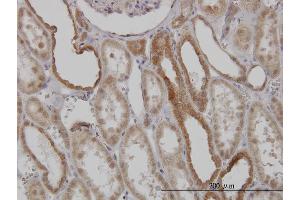 Immunoperoxidase of monoclonal antibody to MFN2 on formalin-fixed paraffin-embedded human kidney. (MFN2 anticorps  (AA 661-757))