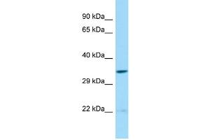 Host: Rabbit Target Name: SPATS1 Sample Type: 721_B Whole Cell lysates Antibody Dilution: 1. (SPATS1 anticorps  (N-Term))
