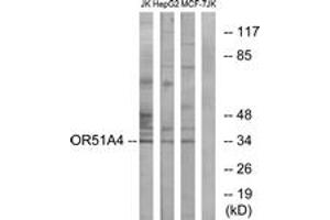 Western Blotting (WB) image for anti-Olfactory Receptor, Family 51, Subfamily A, Member 4 (OR51A4) (AA 200-249) antibody (ABIN2891139) (OR51A4 anticorps  (AA 200-249))