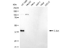 Western blotting analysis using C-Jun antibody (ABIN7799148).