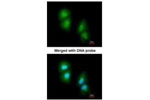 ICC/IF Image Immunofluorescence analysis of paraformaldehyde-fixed A549, using RGS13, antibody at 1:200 dilution.