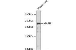Western blot analysis of extracts of Mouse lung using MAGI3 Polyclonal Antibody at dilution of 1:1000. (MAGI3 anticorps)