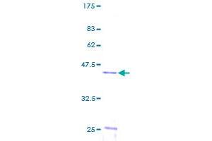 Image no. 1 for Ubiquitin-Conjugating Enzyme E2N (UBE2N) (AA 1-152) protein (GST tag) (ABIN1324390)