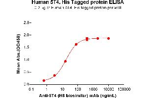 ELISA plate pre-coated by 2 μg/mL (100 μL/well) Human 5T4 Protein, His Tag (ABIN6964086, ABIN7042427 and ABIN7042428) can bind Anti-5T4 (H8 biosimilar) mAb in a linear range of 0.
