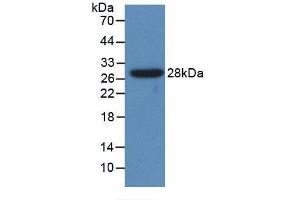 Western blot analysis of recombinant Human CYP1A1. (CYP1A1 anticorps  (AA 1-250))