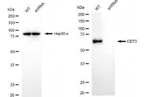 Western blotting analysis using CD73 antibody (ABIN7797430).