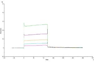 Human HLA-G Complex Tetramer, His Tag immobilized on CM5 Chip can bind Human LILRB2 Domain1&2, His Tag with an affinity constant of 6.