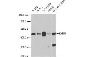 Western blot analysis of extracts of various cell lines using KYNU Polyclonal Antibody at dilution of 1:1000. (KYNU anticorps)