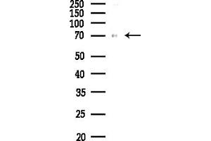 anti-Signal Recognition Particle 68kDa (SRP68) (C-Term) antibody