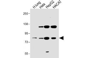 All lanes : Anti-SLC6A14 Antibody (C-term) at 1:1000 dilution Lane 1: Human lung lysate Lane 2: Hela whole cell lysate Lane 3: HepG2 whole cell lysate Lane 4: HACAT whole cell lysate Lysates/proteins at 20 μg per lane. (Slc6a14 anticorps  (C-Term))
