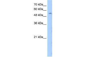 WB Suggested Anti-LMBR1 Antibody Titration:  0. (LMBR1 anticorps  (N-Term))