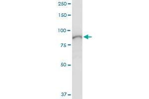 Immunoprecipitation of MALT1 transfected lysate using anti-MALT1 MaxPab rabbit polyclonal antibody and Protein A Magnetic Bead , and immunoblotted with MALT1 purified MaxPab mouse polyclonal antibody (B01P) .