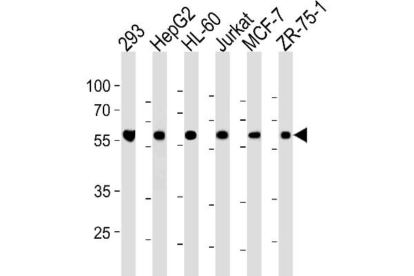 ZRSR2 Antikörper  (C-Term)