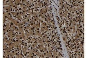ABIN6273282 at 1/100 staining Human liver tissue by IHC-P. (p107 anticorps  (C-Term))