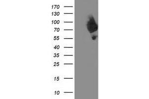Western Blotting (WB) image for anti-Dipeptidyl-Peptidase 3 (DPP3) antibody (ABIN1497827) (DPP3 anticorps)