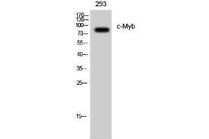 Western Blotting (WB) image for anti-V-Myb Myeloblastosis Viral Oncogene Homolog (Avian) (MYB) (Ser927) antibody (ABIN6284110)