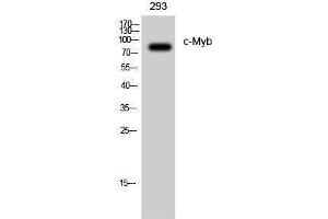 Western Blotting (WB) image for anti-V-Myb Myeloblastosis Viral Oncogene Homolog (Avian) (MYB) (Ser927) antibody (ABIN3179960) (MYB anticorps  (Ser927))