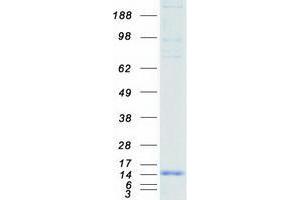 Validation with Western Blot