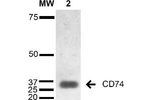 Western Blot analysis of Human Lymphoblastoid cell line (Raji) showing detection of 33-35 kDa CD74 protein using Mouse Anti-CD74 Monoclonal Antibody, Clone 1B8 . (CD74 anticorps)