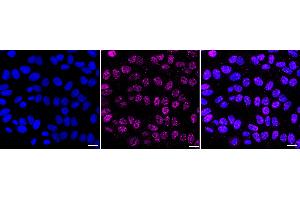 Immunocytochemical staining of HepG2 cells with Histone H4 antibody (ABIN7798982), 1:1,000). (Recombinant Histone H4 anticorps)