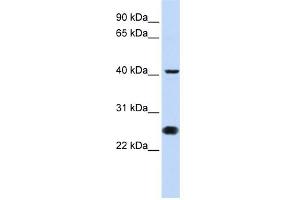 WB Suggested Anti-CDC25C Antibody Titration:  0. (CDC25C anticorps  (N-Term))