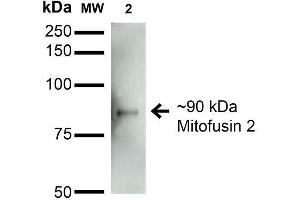 Western Blot analysis of Rat Brain Membrane showing detection of ~90 kDa Mitofusin 2 protein using Mouse Anti-Mitofusin 2 Monoclonal Antibody, Clone S153-5 .