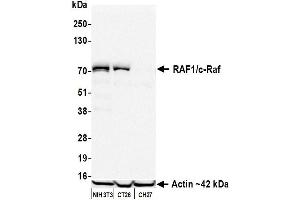 Western Blotting (WB) image for anti-V-Raf-1 Murine Leukemia Viral Oncogene Homolog 1 (RAF1) (AA 300-350) antibody (ABIN7795692) (Recombinant RAF1 anticorps  (AA 300-350))