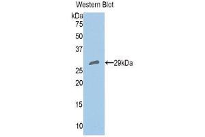 Western Blotting (WB) image for anti-Peroxiredoxin 4 (PRDX4) (AA 6-249) antibody (ABIN1860308) (Peroxiredoxin 4 anticorps  (AA 6-249))