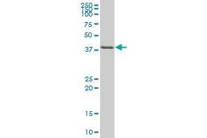 TIA1 MaxPab polyclonal antibody.