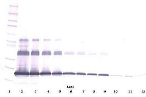 Image no. 1 for anti-Tumor Necrosis Factor (Ligand) Superfamily, Member 11 (TNFSF11) antibody (ABIN465771) (RANKL anticorps)