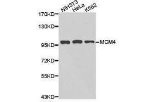 Western Blotting (WB) image for anti-Minichromosome Maintenance Deficient 4 (MCM4) antibody (ABIN1873665) (MCM4 anticorps)