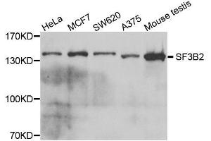Western blot analysis of extracts of various cell lines, using SF3B2 antibody. (SF3B2 anticorps  (AA 616-895))